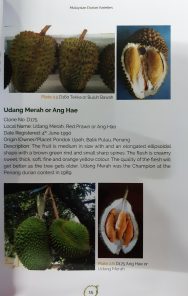 Managing Durian Orchards in Malaysia - Image 6