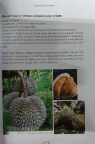 Managing Durian Orchards in Malaysia - Image 7